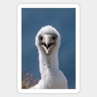 Juvenile Masked Booby, Norfolk Island Sticker